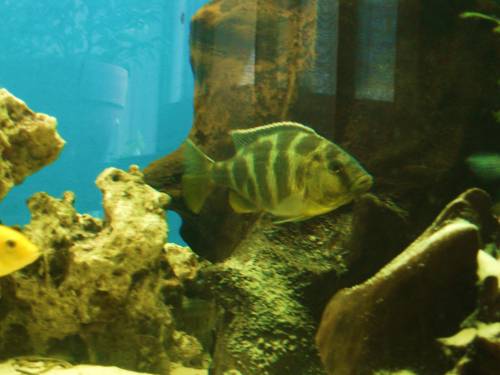 buntbarsche zu verschenken