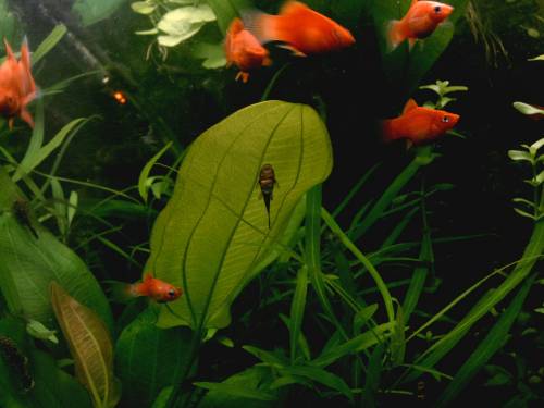 rote platys von privat