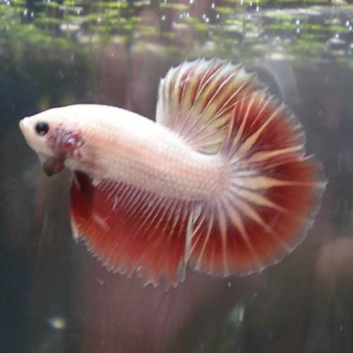 betta spendens hm wei rot f nachzucht aus thailand