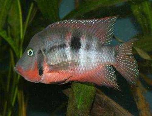 feuermaulbuntbarsch zu verschenken