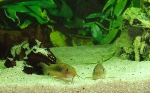 nachzucht von corydoras aeneus