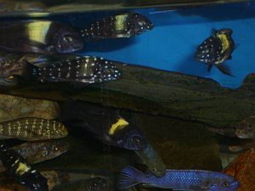 malawis und tanganijka