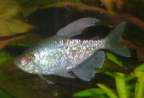 vom guppy bis zum malawi