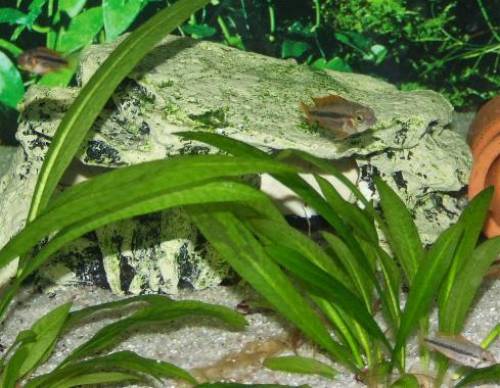  x apistogramma cacatuoides kakadu zwergbuntbarsch