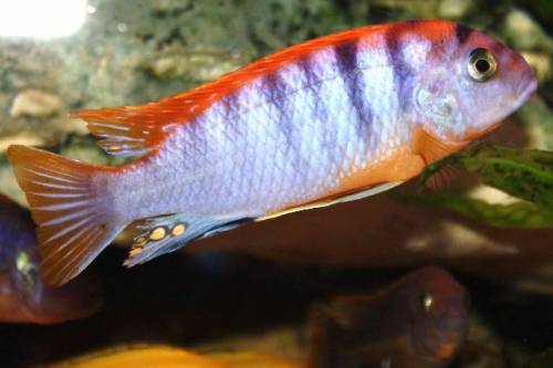 labidochromis hongi red top