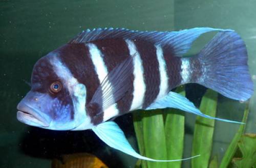 cyphotilapia gibberosa frontosa blue zaire moba f