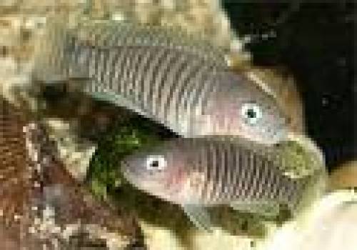 neolamprologus multifasciatus