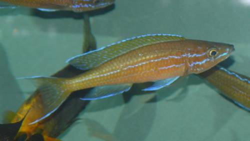 paraciprichromis nigripinnis blue neon
