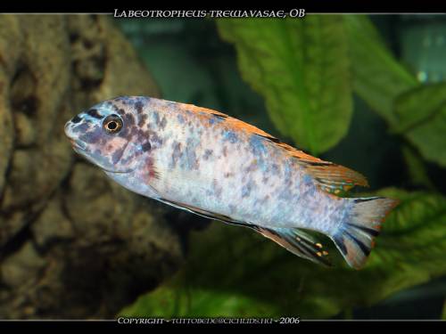 labeotropheus trewavasae
