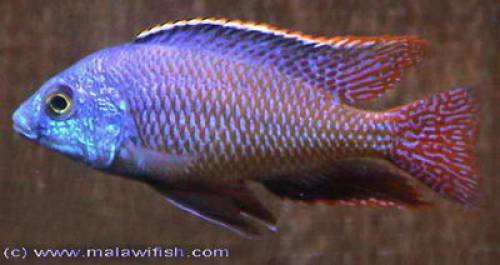 protomelas taeniolatus mamalenje alias boadzulu