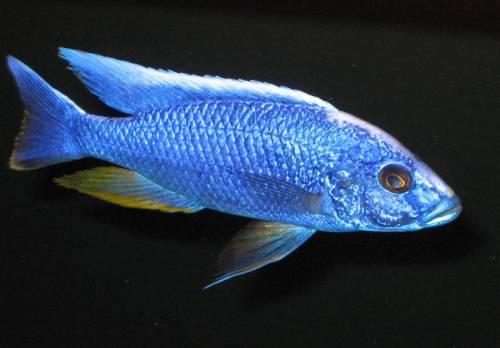 sciaenochromis fryeri