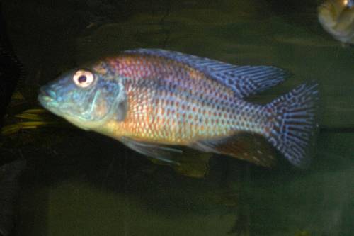 verschiedene malawis g�nstig abzugeben