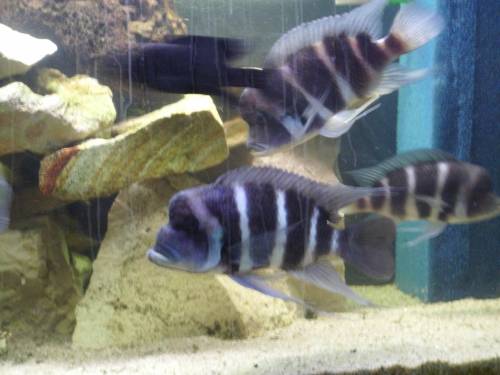 verkaufe fantosa blue saire