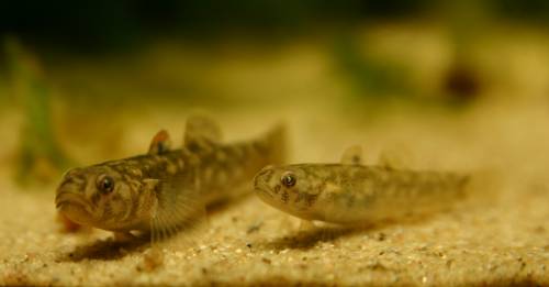 chlamydogobius ranunculus australische zwerggrundel