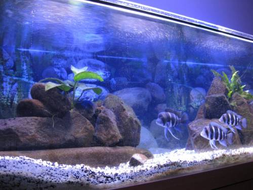 biete gruppe cyphotilapia frontosa und synodontis eupterus 