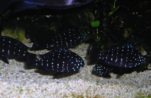 tropheus duboisi maswa jungfische zu verkaufen