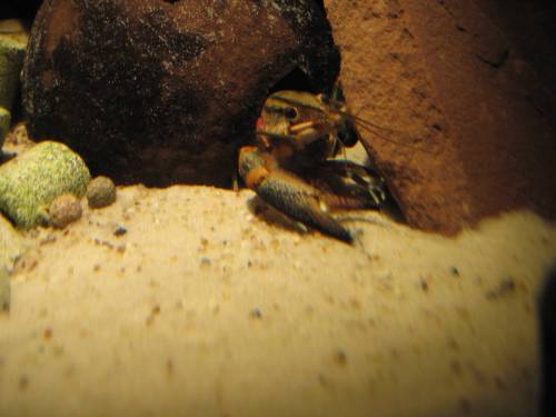 cherax quadricarinatus weibchen