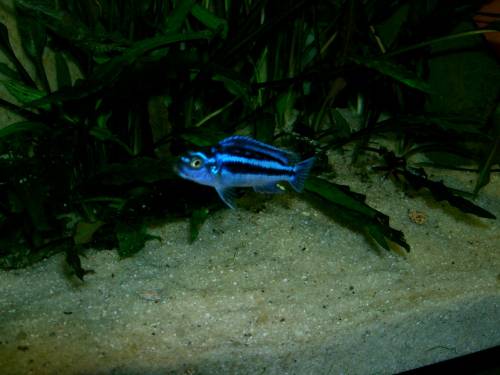 melanochromis maingano