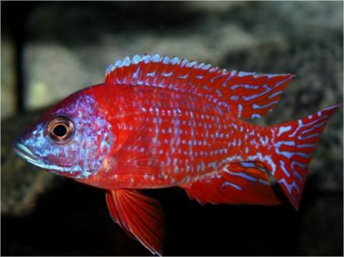 malawi cichliden