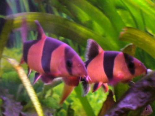  pr�chtige clown prachtschmerlen abzugeben