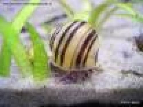 hochwertiger schneckenmix