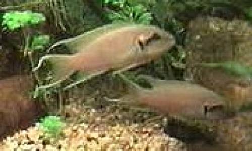 biete feenbarsche prinzessin von burundi