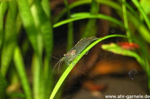 amanogarnele caridina multidentata