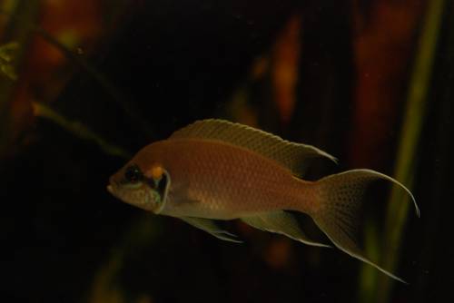 feenbarsche yellows pflanzen