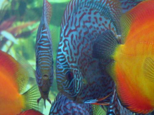 div diskusfische wegen zuchtaufgabe