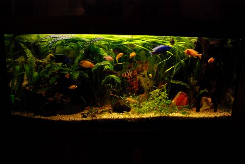 aquariumaufl�sung malawibarsche pflanzen