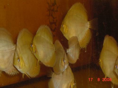 diskus nz redspotted