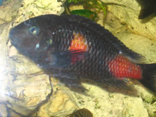 tropheus bulu point