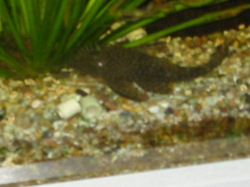 verkaufe verschiedene grosse antennenwelse