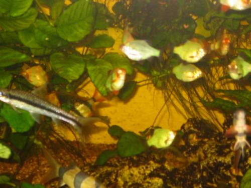 verkaufe schwarm sumatrabarben