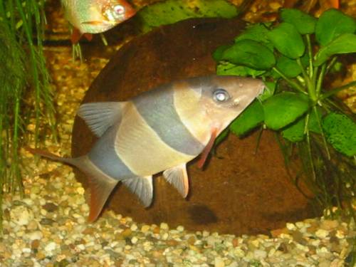 verkaufe kleinen schwarm prachtschmerlen