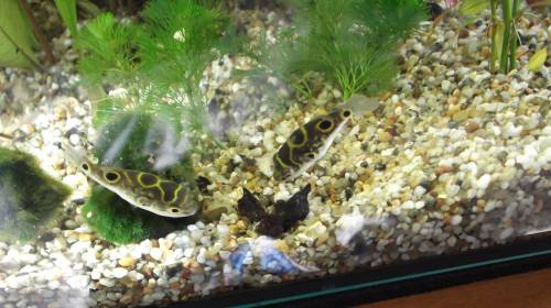 palembang kugelfisch 