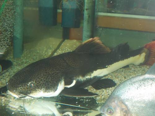 rotflossenwels tigerspatenwels pangasius 