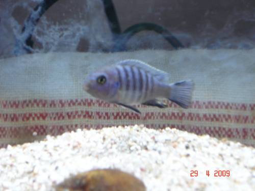 pseudotropheus puplican copadichromis kadango red fin