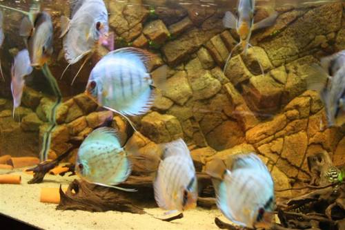 diskus in verschiedenen farbschl�gen