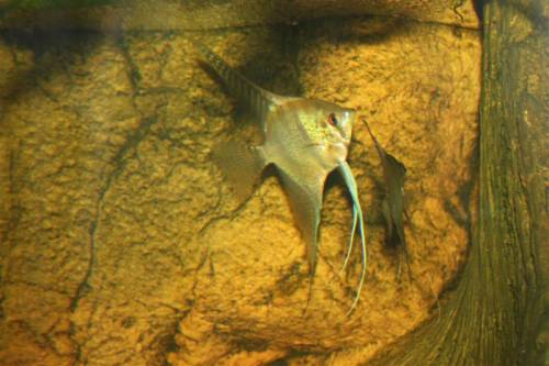 pterophyllum spec xingu wildf�nge