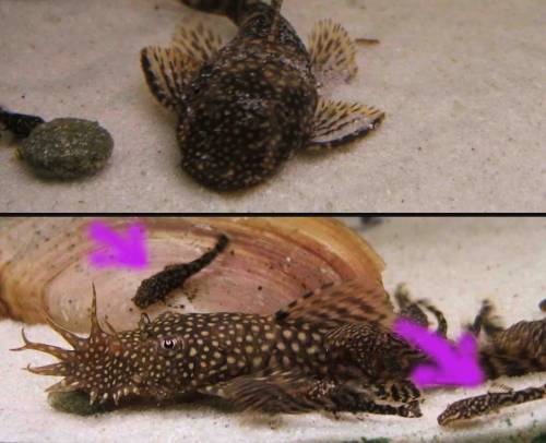 kostenlos antennenwelse abzugeben