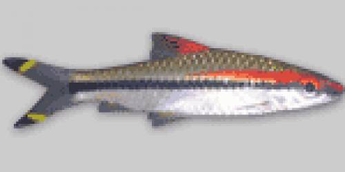 denison barben abzugeben