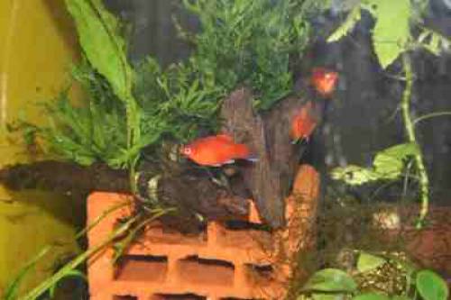 welse zwergbuntbarsche k platy