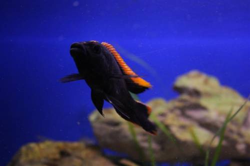 otopharynx lithobates black orange dorsal