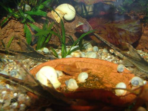 biete wei�e apfelschnecken