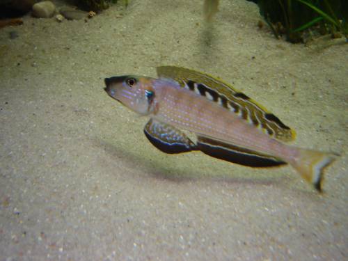 enantiopus melanogenys chituta wildfangnachzucht