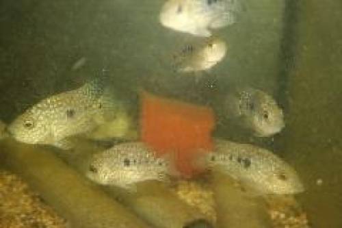 buntbarsche aus hobbyzucht