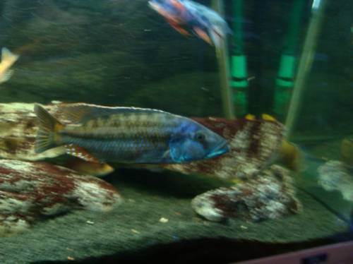 malawiesee gro�cichliden tyrannochromis protomelas