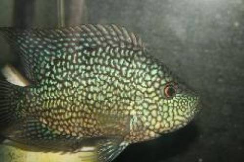 buntbarschnachzuchten