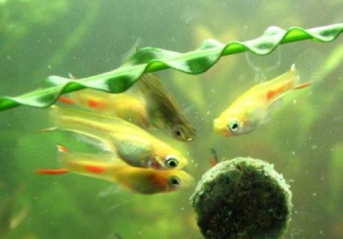 endler guppies seltene goldene variante